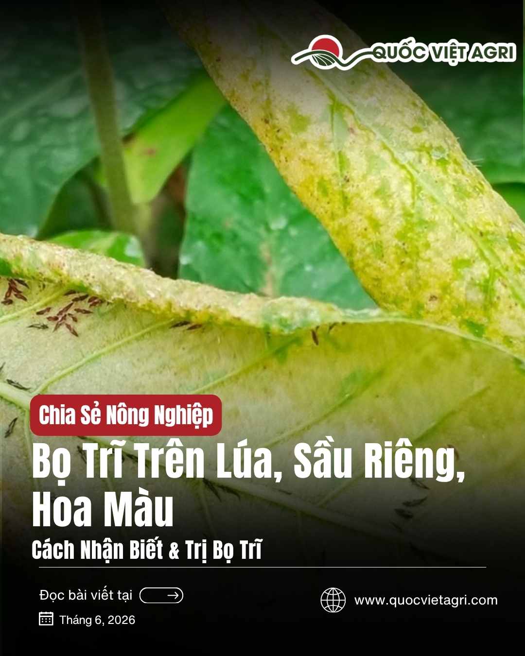 Bọ trĩ trên lúa, sầu riêng, hoa màu — cách nhận biết và trị bọ trĩ | Quốc Việt Agri