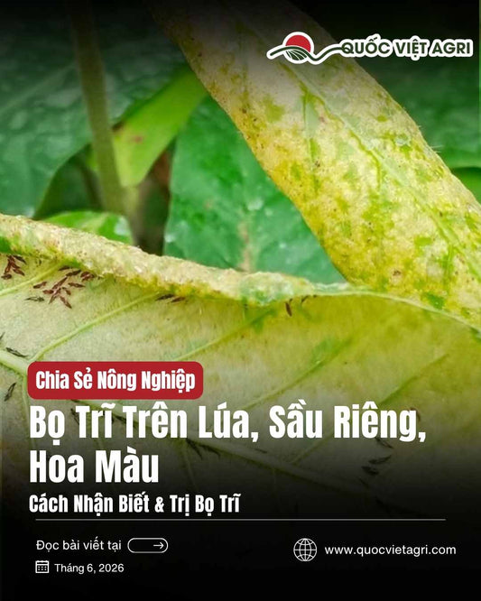 Bọ trĩ trên lúa, sầu riêng, hoa màu — cách nhận biết và trị bọ trĩ | Quốc Việt Agri