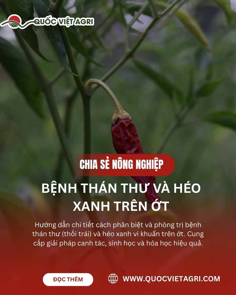 Bệnh Thán Thư và Héo Xanh Trên Ớt: Hướng Dẫn Phân Biệt và Quản Lý Hiệu Quả Mùa Mưa