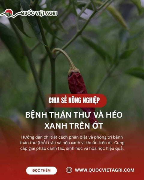 Bệnh Thán Thư và Héo Xanh Trên Ớt: Hướng Dẫn Phân Biệt và Quản Lý Hiệu Quả Mùa Mưa