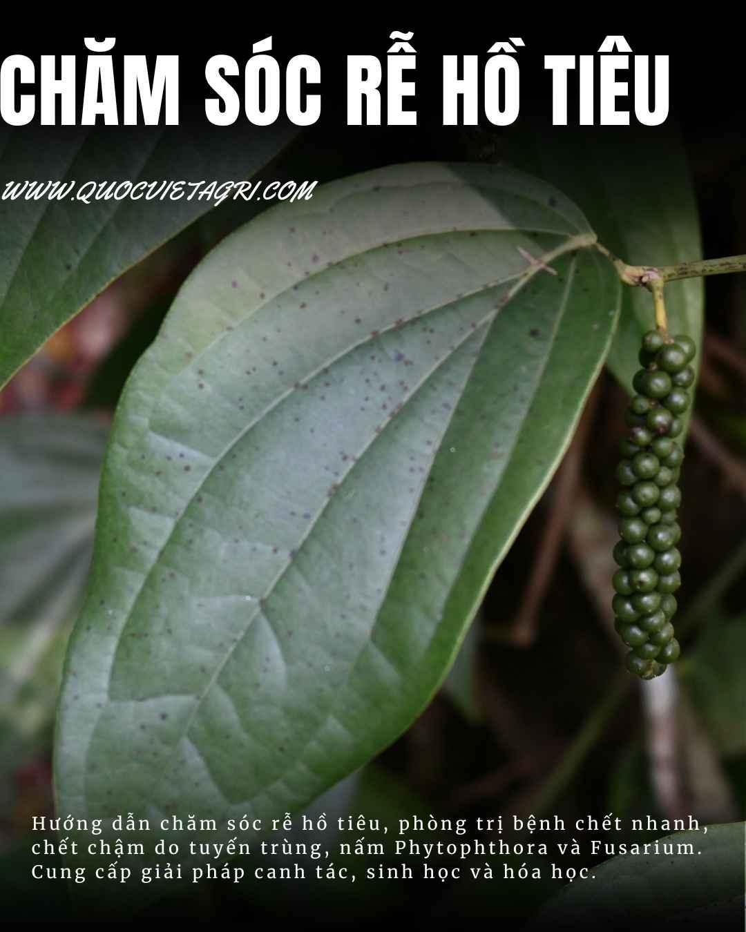 cây hồ tiêu xanh và trái hồ tiêu với bộ rễ khỏe mạnh