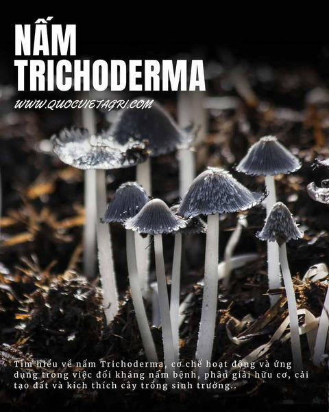 Nấm Trichoderma: "Vệ Sĩ" Của Đất và Giải Pháp Sinh Học Toàn Diện Cho Cây Trồng