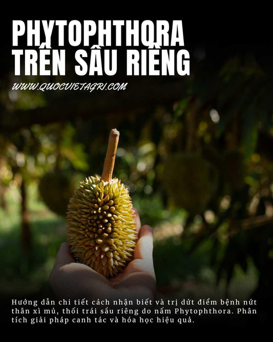 trang hình ảnh tiêu đề cho bài viết về phytophthora trên cây sầu riêng