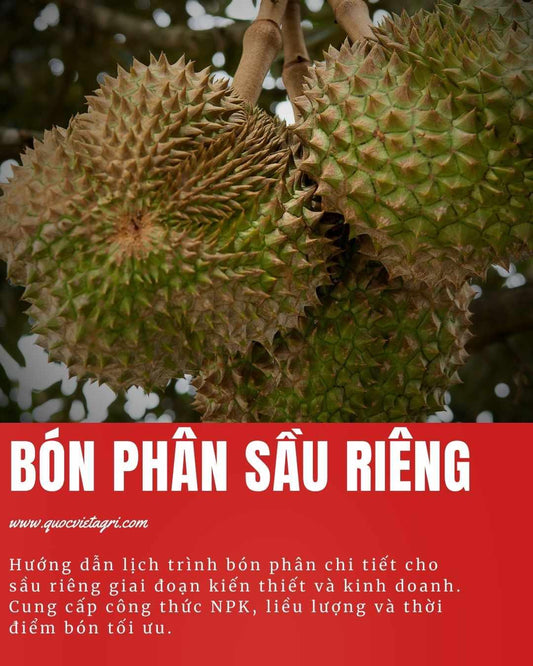 hình cover cho bài viết hướng dẫn cách bón phân cho cây sầu riêng của quốc việt agri