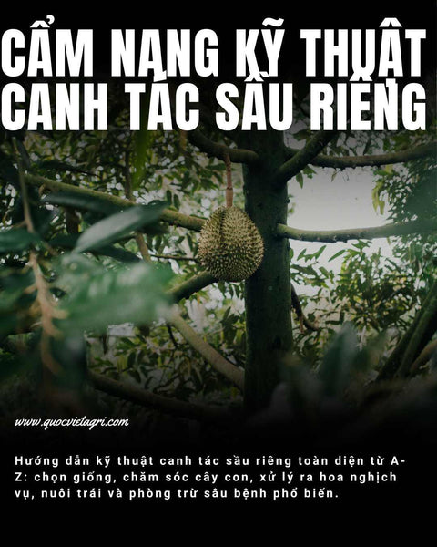 Cẩm Nang Toàn Diện Về Kỹ Thuật Canh Tác Cây Sầu Riêng (Từ A-Z)