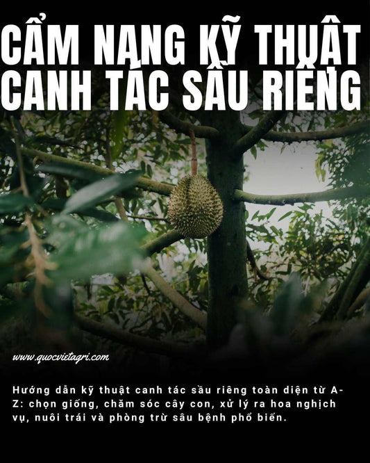 ảnh cover cho bài viết về cẫm nang kỹ thuật canh tác sầu riêng toàn diện của quốc việt agri