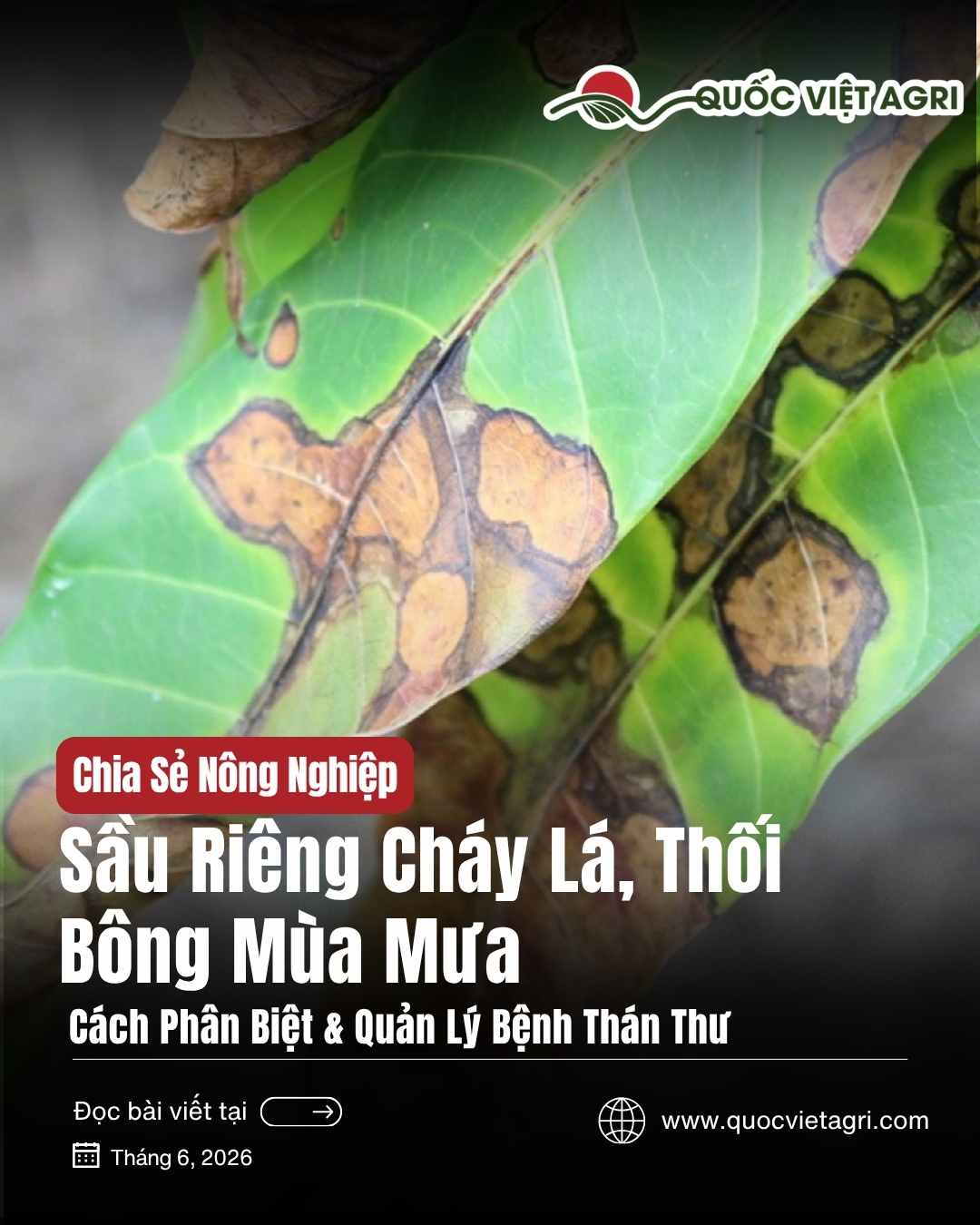 Sầu riêng cháy lá, thối bông mùa mưa — bệnh thán thư (Colletotrichum): cách phân biệt và quản lý | Quốc Việt Agri