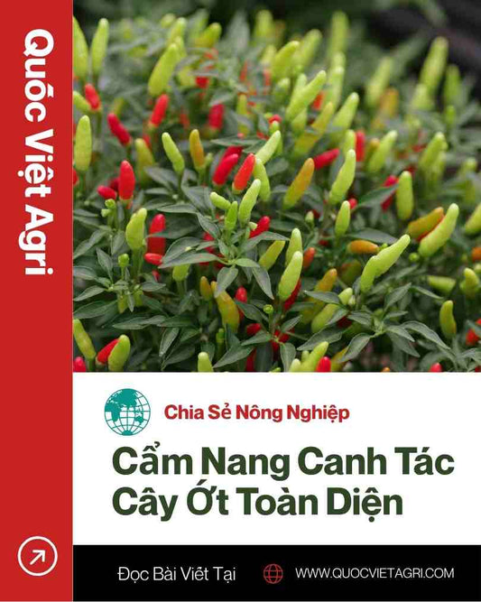 Ảnh bìa cho bài viết «Cẩm Nang Canh Tác Cây Ớt Toàn Diện» của Quốc Việt Agri, với hình ảnh một cây ớt chỉ thiên sai trĩu quả nhiều màu sắc.