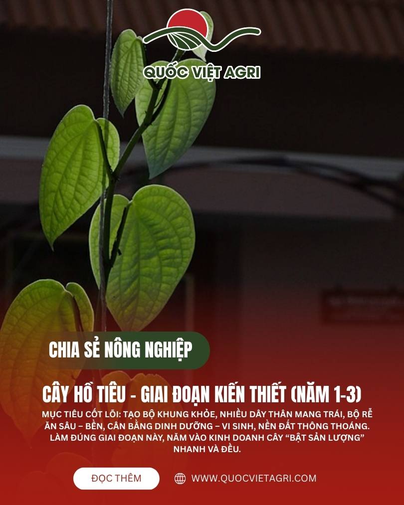Cây hồ tiêu năm 1 đang leo trụ, đôn dây và tạo hình thân chính