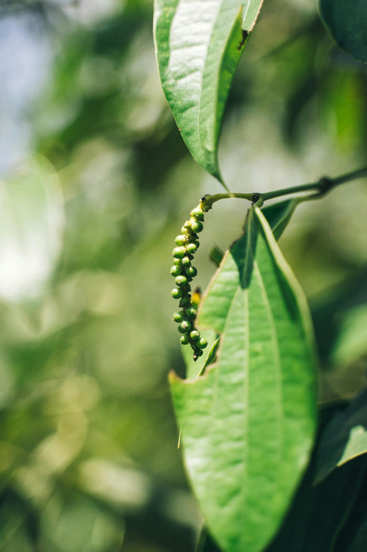 Cây Hồ Tiêu Con Bị Vàng Lá