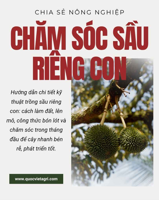 Kỹ Thuật Trồng Sầu Riêng Con Chuẩn Khoa Học: Hướng Dẫn Làm Đất, Bón Lót Từ A-Z