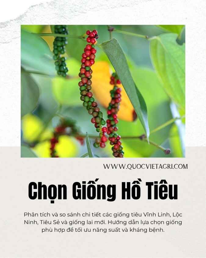 Phân tích và so sánh chi tiết các giống tiêu Vĩnh Linh, Lộc Ninh, Tiêu Sẻ và giống lai mới. Hướng dẫn lựa chọn giống phù hợp để tối ưu năng suất và kháng bệnh.