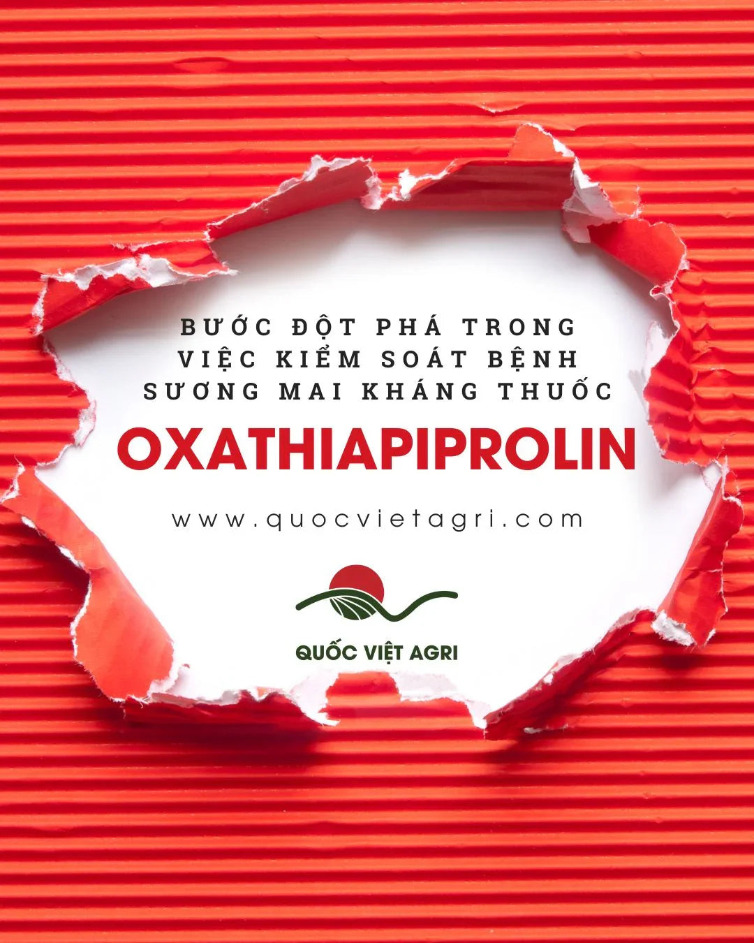 cover photo for the blogpost aboput oxathiapiprolin by quoc viet agri