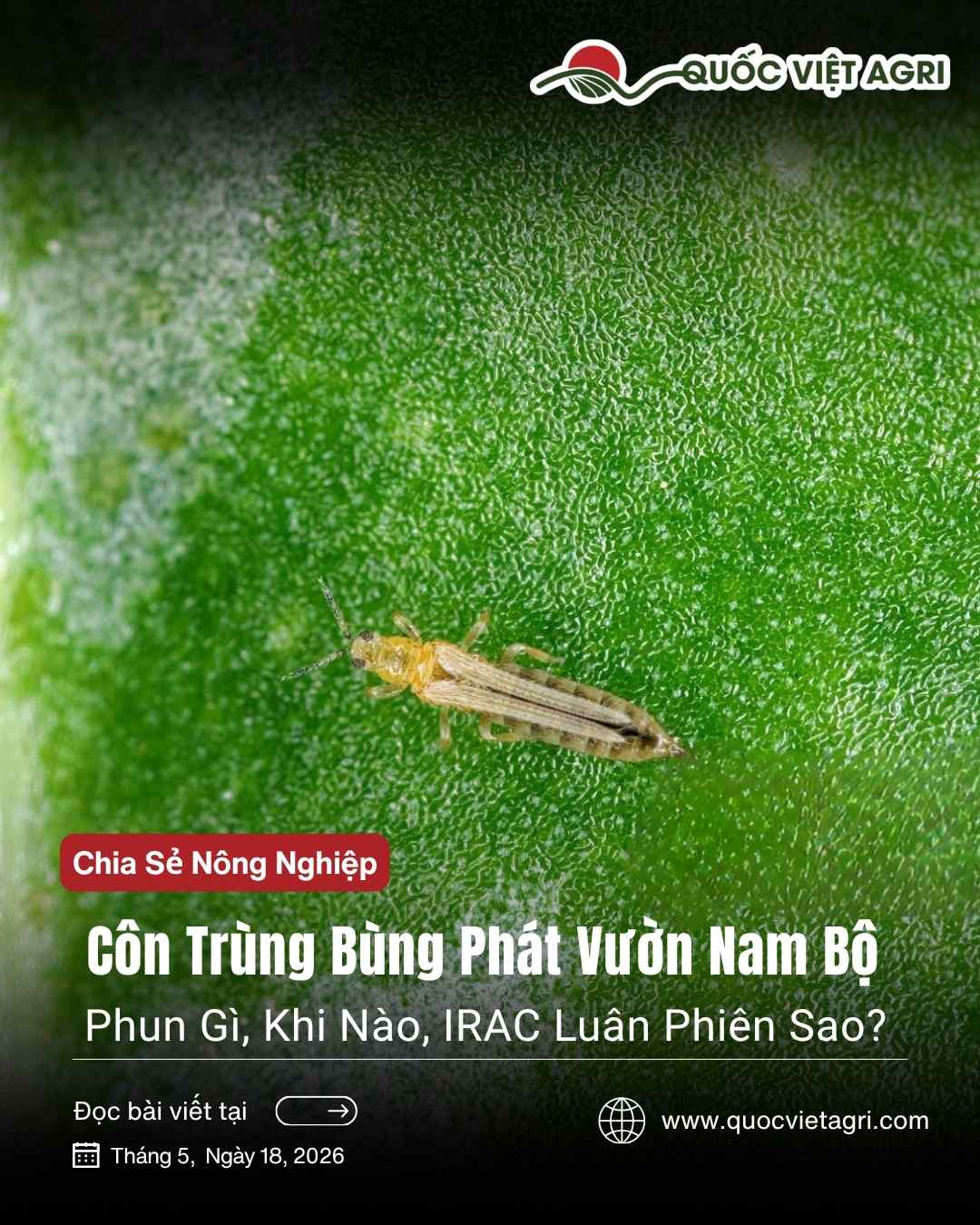 Hình Hero bài viết về côn trùng bùng phát trong vườn cây tại nam bộ