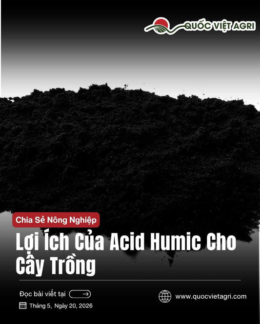 hình ảnh cho bài viết về lợi ích của acid humic cho cây trồng