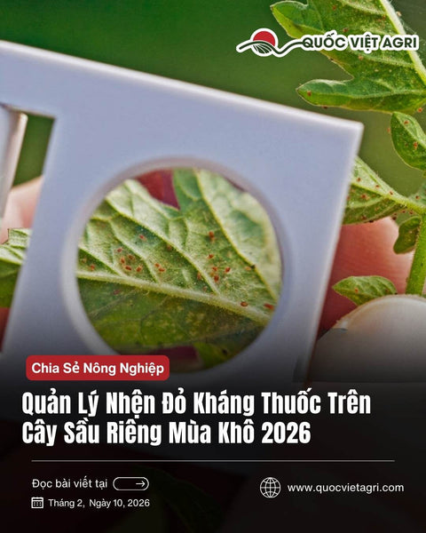 Chiến Lược Quản Lý Nhện Đỏ Kháng Thuốc Trên Cây Sầu Riêng Mùa Khô 2026: Phác Đồ Luân Phiên Hoạt Chất Chuẩn Khoa Học
