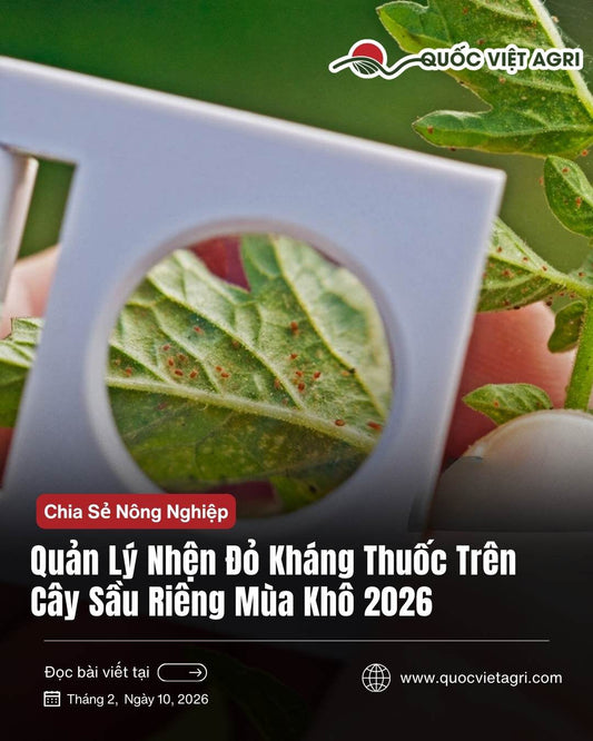 Chiến lược quản lý nhện đỏ kháng thuốc trên cây sầu riêng mùa khô 2026: Phác đồ luân phiên thuốc SPIRO 240SC và Dầu khoáng - Quốc Việt Agri