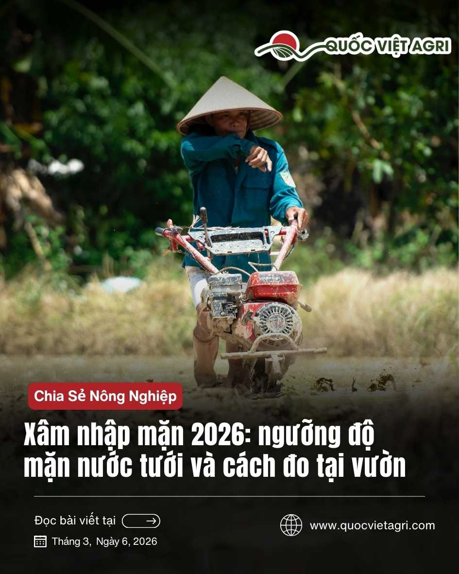 ảnh bìa về bài viết với chủ đề xâm nhập mặn và cách giải quyết vấn đề với sầu riêng, và các cây ràu màu và lúa