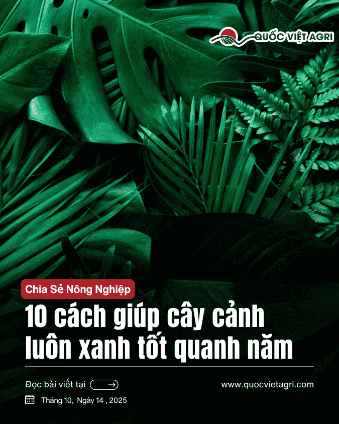 cây cảnh xanh tốt tại văn phòng của quốc việt agri. Ảnh bìa của bài viết về cách giữ cây cảnh xanh tốt quanh năm. 