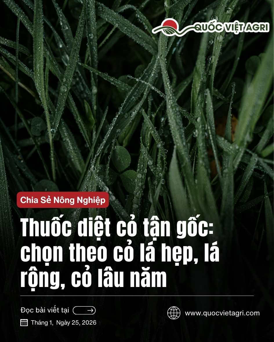 Ảnh bìa bài viết về thuốc diệt cỏ tận gốc, chọn theo cỏ lá hẹp, lá rộng, cỏ lâu năm trong vườn cây lâu năm.
