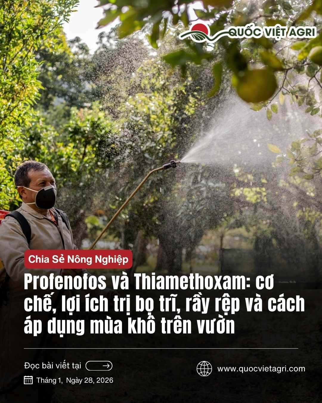 Ảnh bìa Quốc Việt Agri: nông dân phun thuốc mùa khô, hướng dẫn Profenofos và Thiamethoxam trị bọ trĩ, rầy rệp.