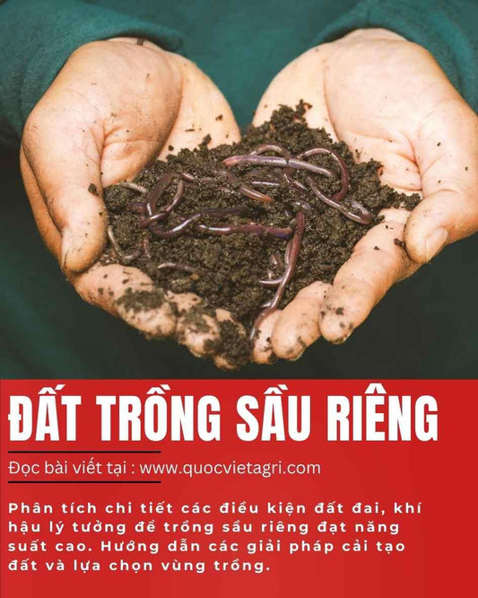 đất tơi xốp chất lượng cao phù hợp để trồng sầu riêng 