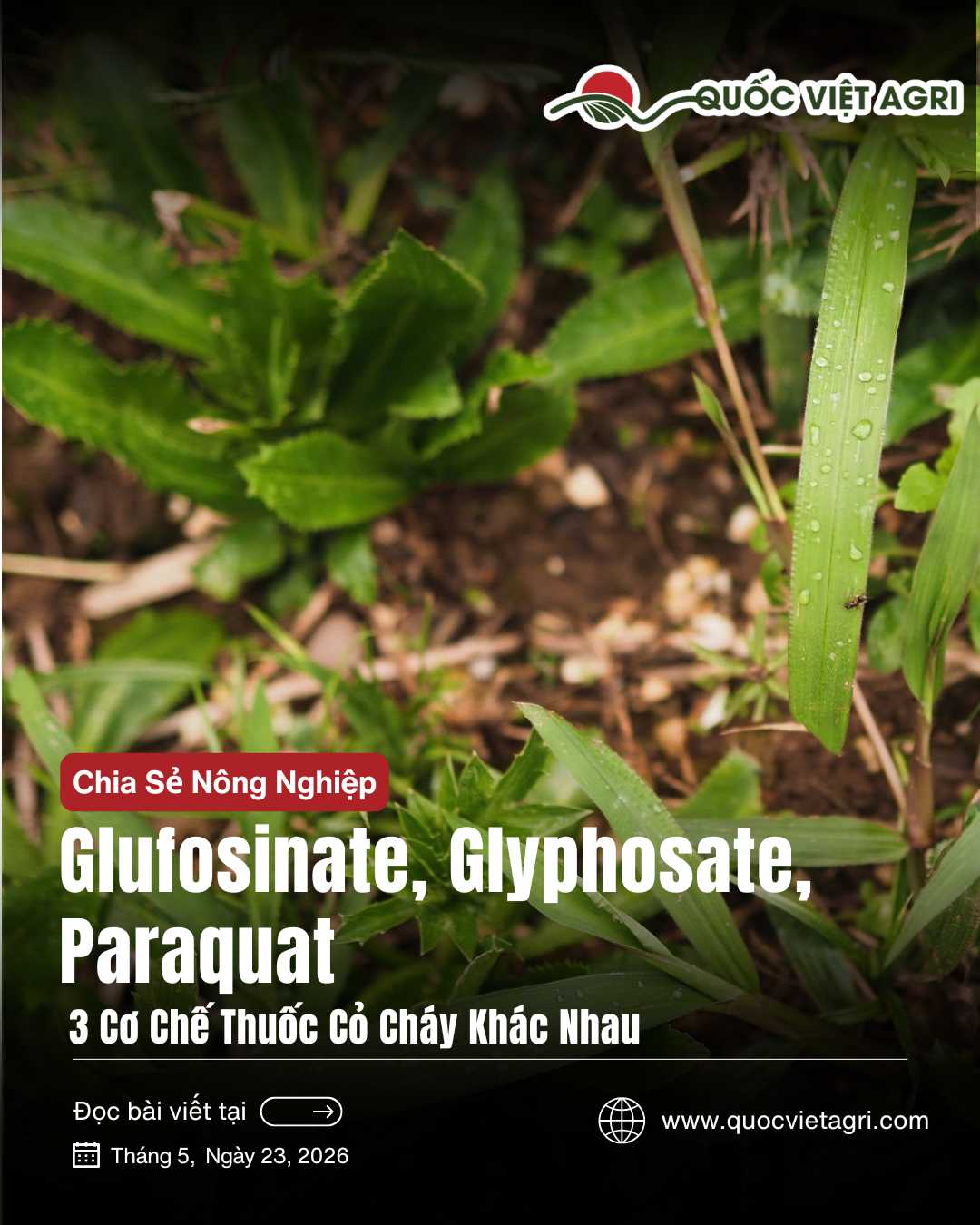 Hình ảnh minh họa cho bài viết về sự khác nhau giữa glufosinate , Glyphosate and Paraquat