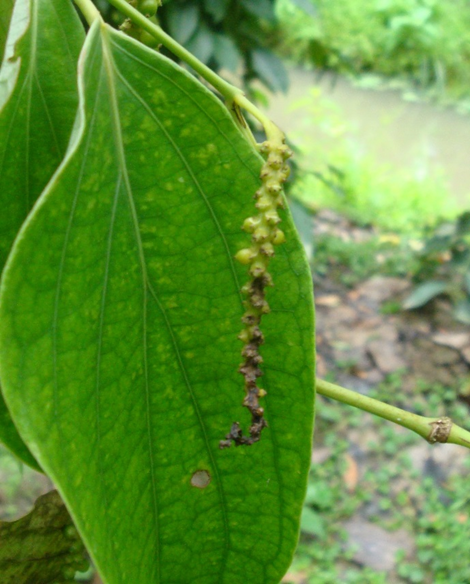 Bệnh Chết Nhanh Trên Cây Tiêu.