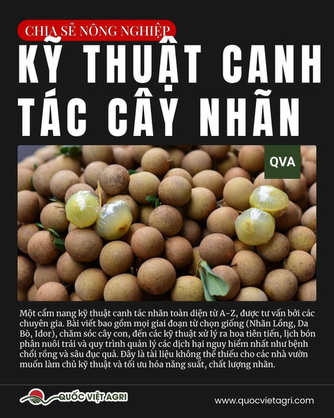 Cẩm Nang Kỹ Thuật Canh Tác Cây Nhãn Toàn Diện (Từ A-Z)