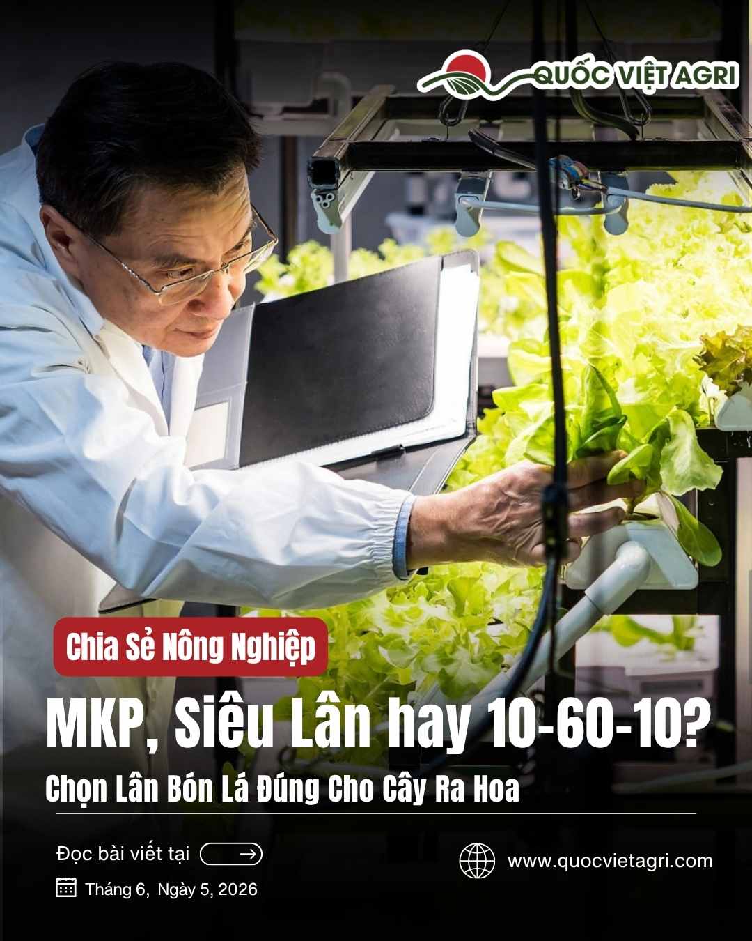 Sơ đồ phân biệt lân Phosphate và Phosphite cùng ba loại phân lân bón lá MKP, 10-60-10 và Siêu Lân dùng cho cây ra hoa