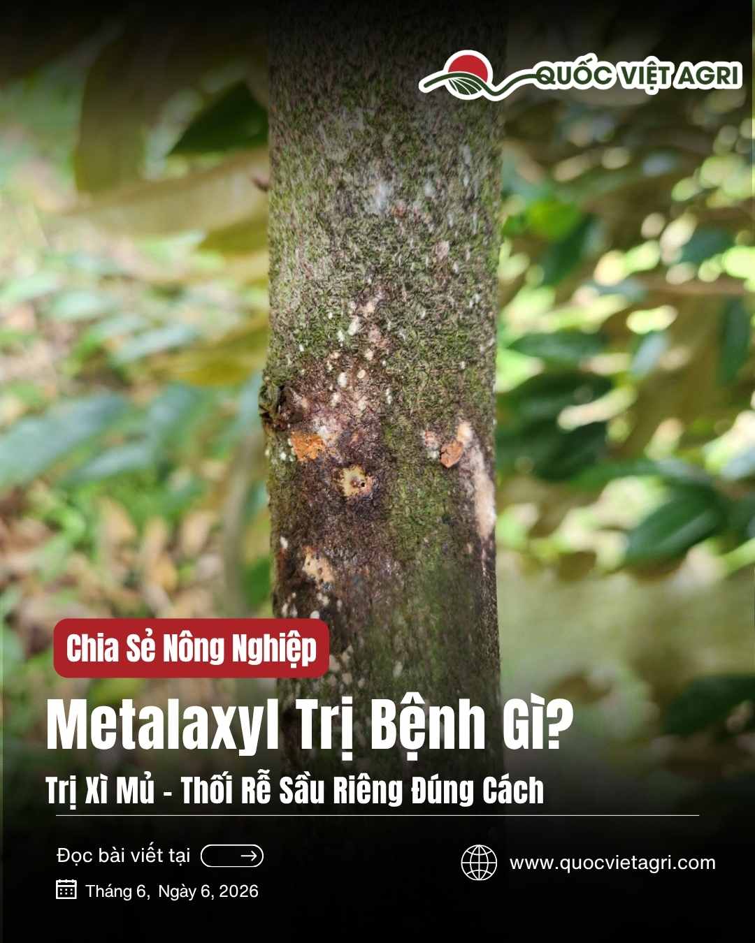 Vết xì mủ nứt thân do nấm Phytophthora trên thân cây sầu riêng: mảng vỏ thâm đen, ẩm, chảy dịch nâu đỏ