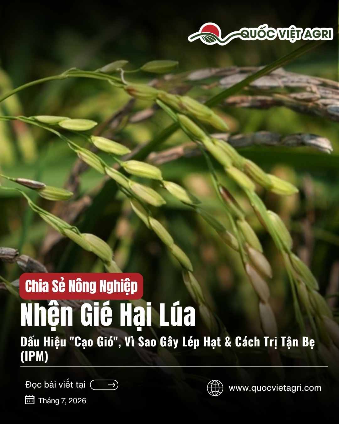 Ảnh bìa bài viết Nhện Gié Hại Lúa — dấu hiệu cạo gió, lép hạt, cách trị tận bẹ, của Quốc Việt Agri