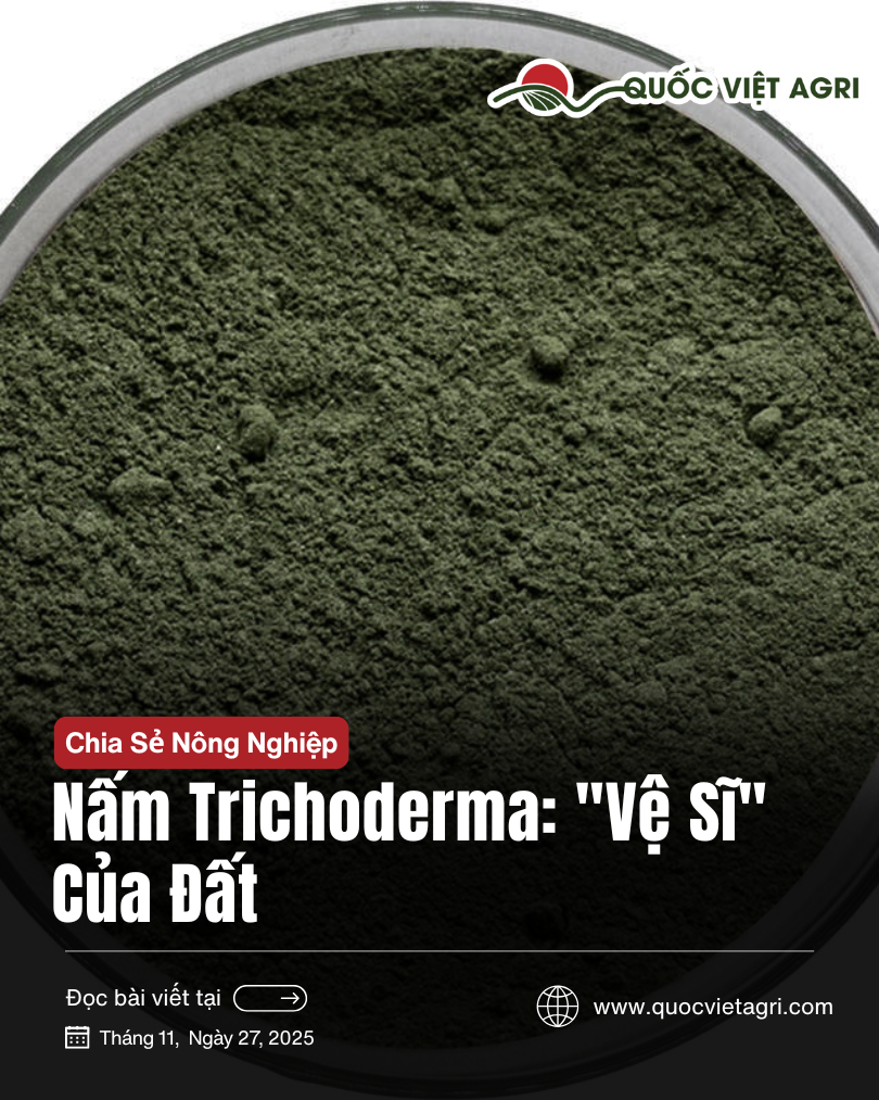 Nấm Trichoderma: Cơ Chế Sinh Học, Ứng Dụng Và Quy Trình Sử Dụng Chuẩn Khoa Học Trong Nông Nghiệp Bền Vững