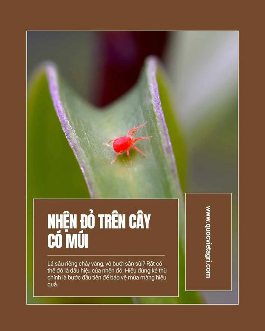 hình ảnh nhện đỏ tấn công cây sầu riêng và giải pháp từ quốc việt agri
