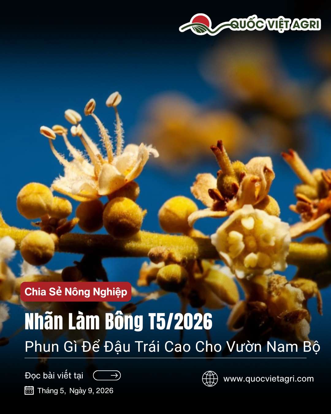 Bài viết Nhãn Làm Bông T5/2026 - Phun Gì Để Đậu Trái Cao Cho Vườn Nam Bộ từ Quốc Việt Agri