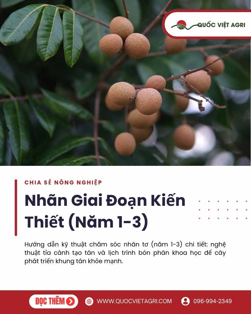 Ảnh bìa của Quốc Việt Agri cho bài viết về chăm sóc nhãn giai đoạn kiến thiết (năm 1-3), với hình ảnh một chùm nhãn chín sai trĩu cành.
