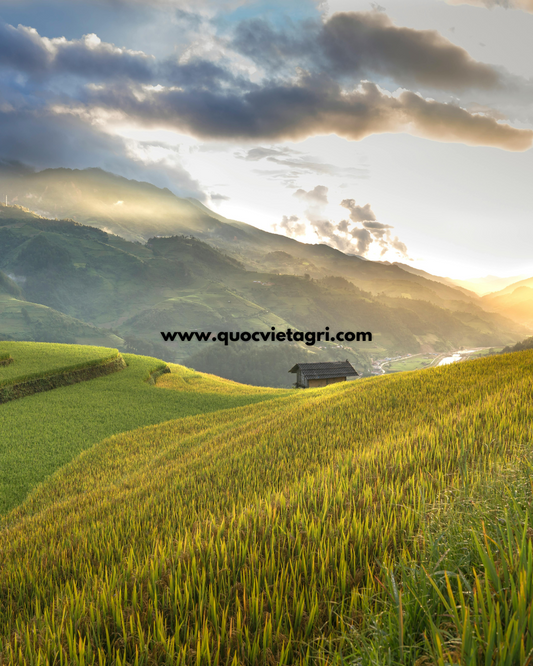 hình ảnh đồng lúa tại việt nam cùng quốc việt agri