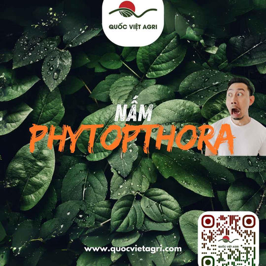 hình ảnh tiêu đề cho bài viết về nấm phytopthora của quốc việt agri