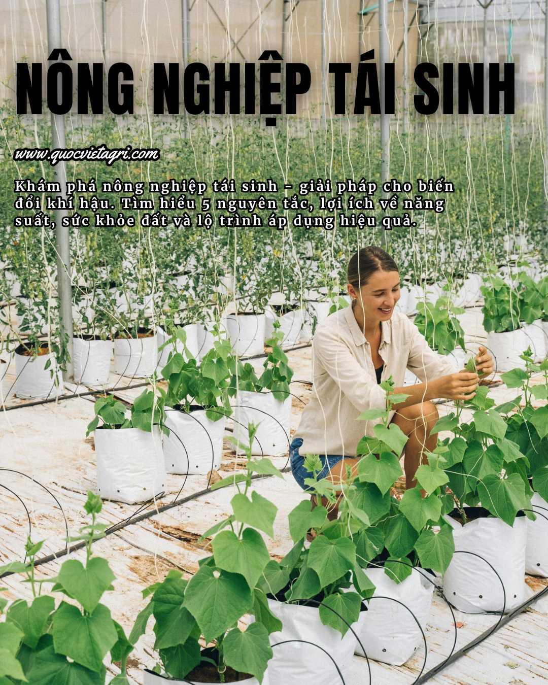 Bài viết về nông nghiệp tái sinh (regenerative agriculture) của quốc việt agri