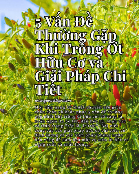 5 Vấn Đề Thường Gặp Khi Trồng Ớt Hữu Cơ và Giải Pháp Chi Tiết