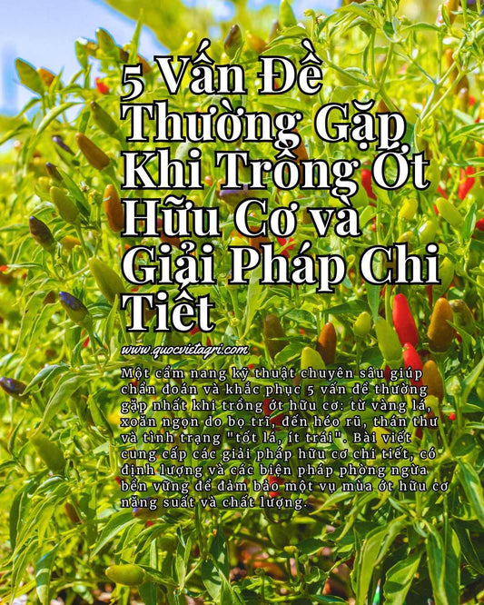 5 Vấn Đề Thường Gặp Khi Trồng Ớt Hữu Cơ và Giải Pháp Chi Tiết