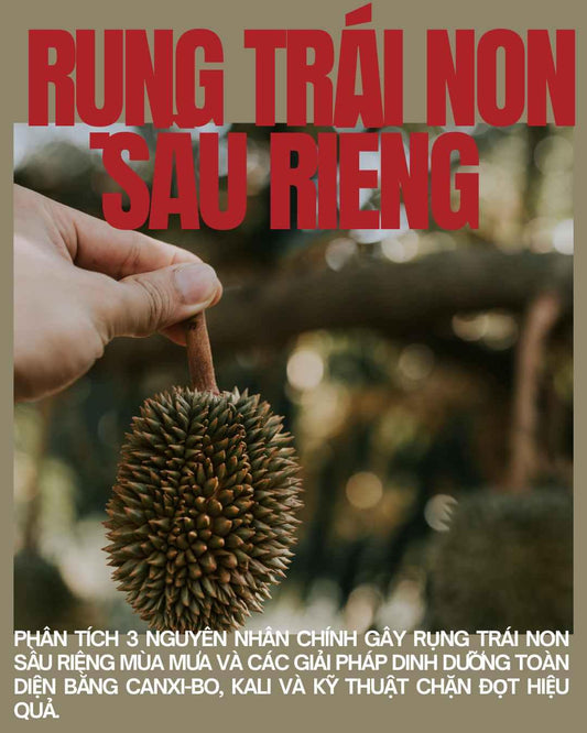 trái non sầu riêng bị rụng do mưa.
