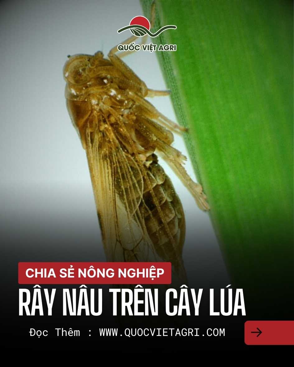 Rầy nâu trưởng thành bám trên lá lúa – ảnh macro, Nilaparvata lugens.