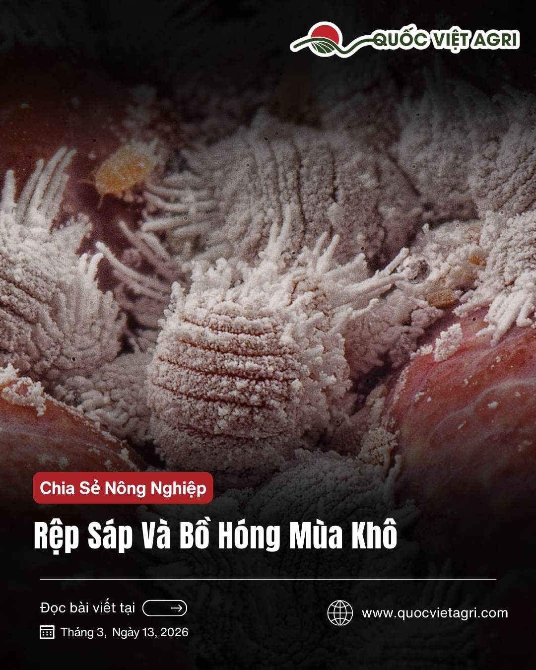 Rệp sáp và bồ hóng mùa khô: trị tận gốc