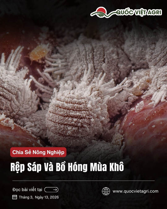 Rệp sáp và bồ hóng mùa khô: trị tận gốc