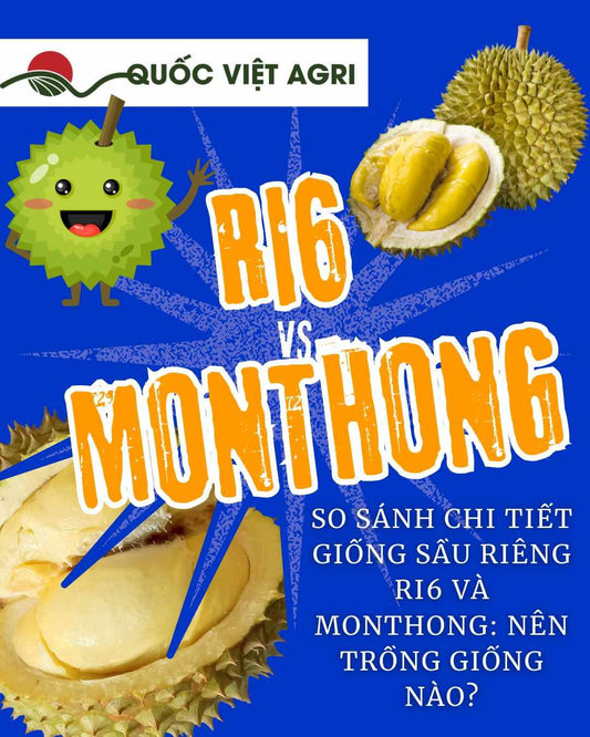 hinh anh so sanh giong sau rieng ri6 vs monthong cua quoc viet agri