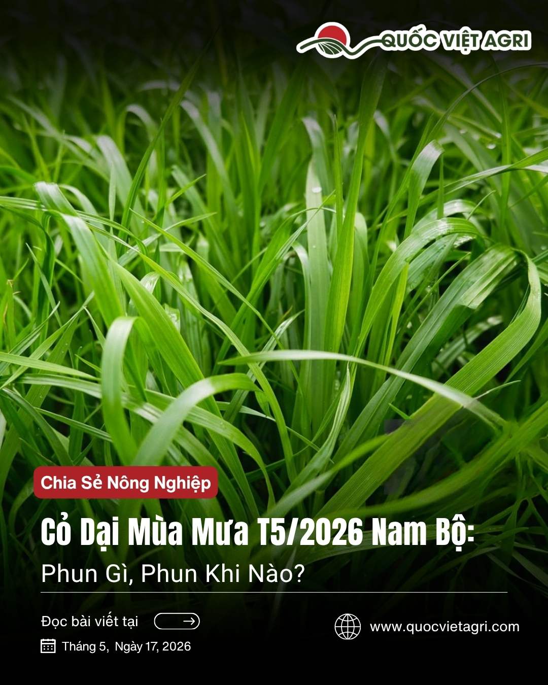 Hình Hero cho bài viết minh họa tư vấn về thuosc trừ cỏ phù hợp cho nông dân việt nam.