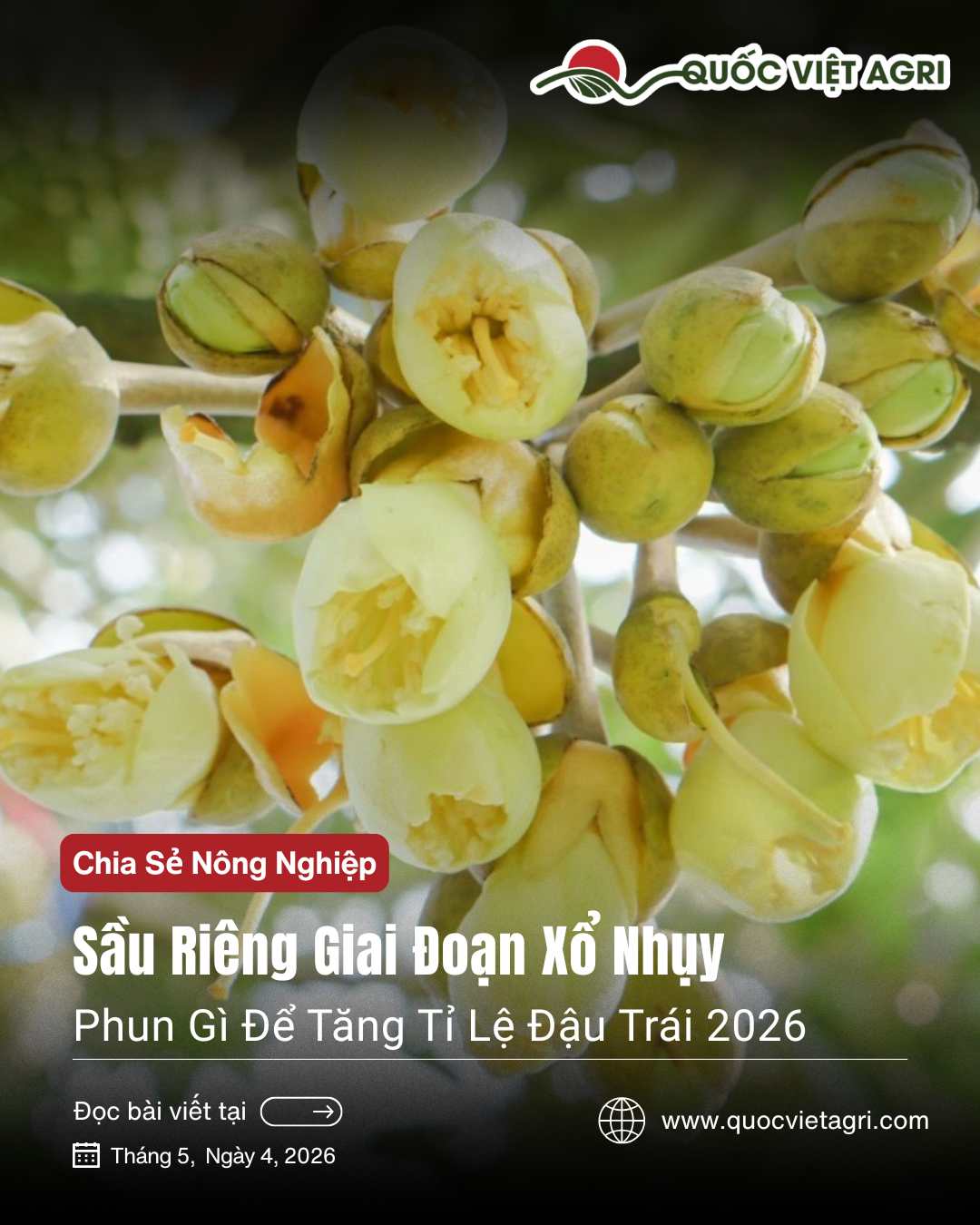 Hình đại diện cho baiv viết về giai đoạn sổ nhụy của sầu riêng