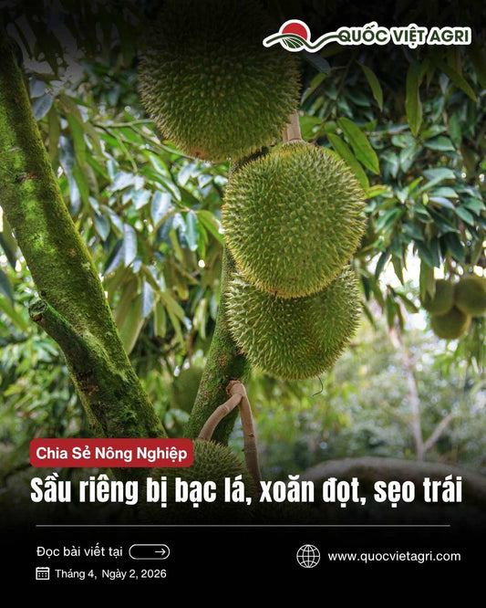 Ảnh bìa cho bài viết về sự bạc lá trên sầu riêng của quốc việt agri