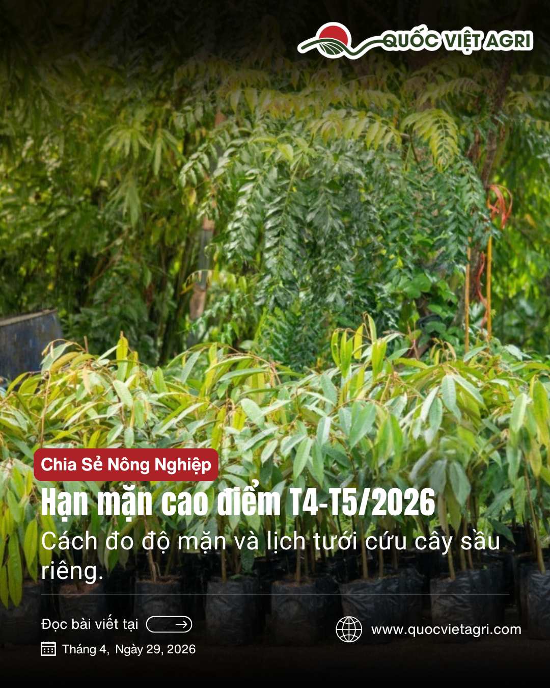 Hạn mặn cao điểm T4-T5/2026: cách đo độ mặn và lịch tưới cứu cây sầu riêng.